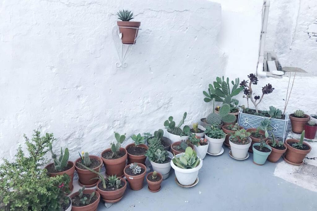 Willa Little Cactus Serifos Town Zewnętrze zdjęcie